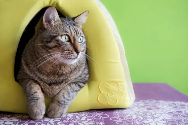 Leuke kat in een groen iglohuis thuis