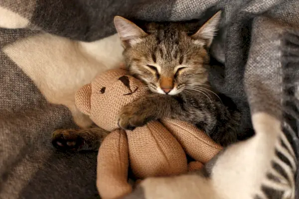 chaton gris dormant sur une couverture en laine à carreaux gris embrassant un jouet tricoté