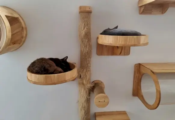 twee jonge katten rusten in een modern, aan de muur gemonteerd kattenbed