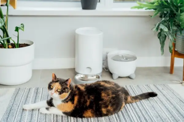 kat wacht op eten in de buurt van slimme feeder