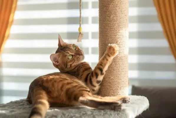 Un chat du Bengale joue avec un griffoir