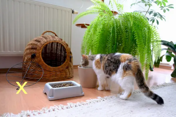 por comida de gato e água