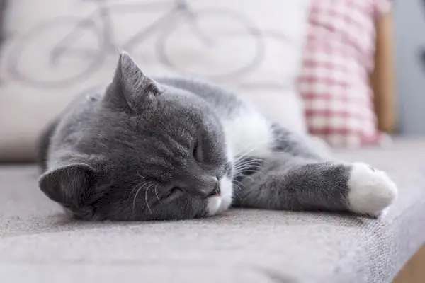 gato dormindo na cama