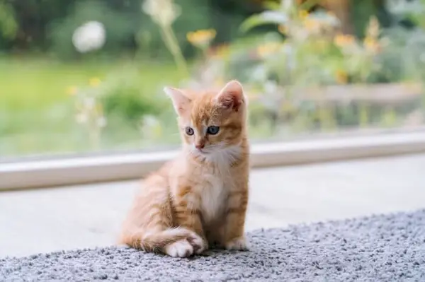 Pequeño gatito naranja sobre una alfombra gris