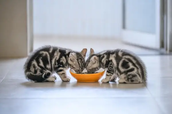 Kittens die een kom eten delen