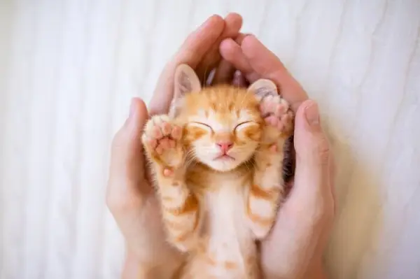 Persona sosteniendo un pequeño gatito naranja