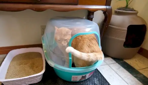 Katze pinkelt in die Katzentoilette