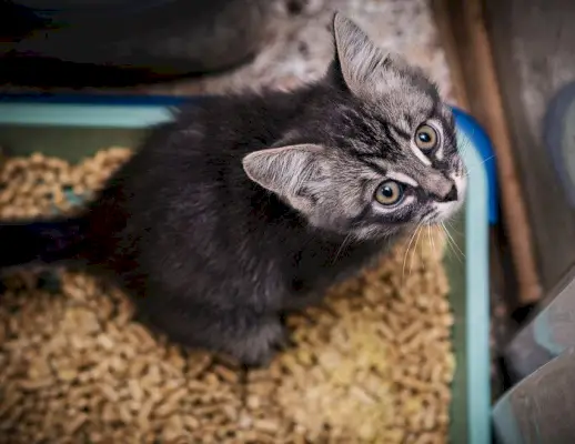 Gato fazendo xixi na caixa de areia