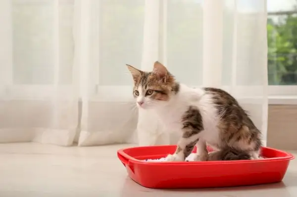 Katze pinkelt in eine Katzentoilette