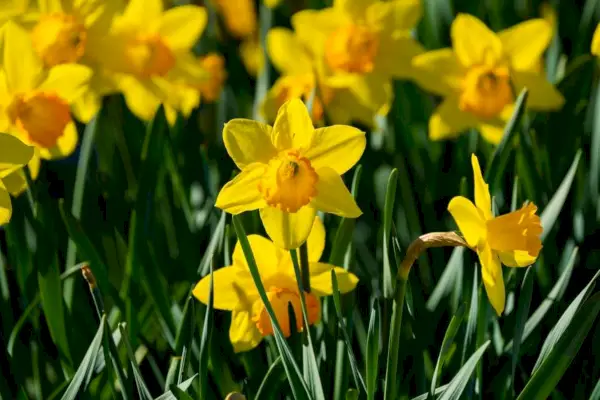 fiore giallo dei narcisi