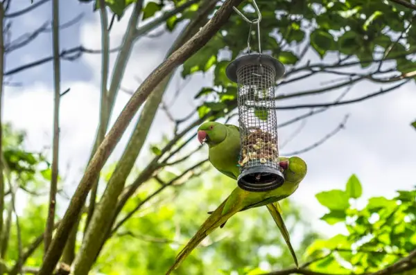 parkieten eten en hangen aan een vogelvoederbak