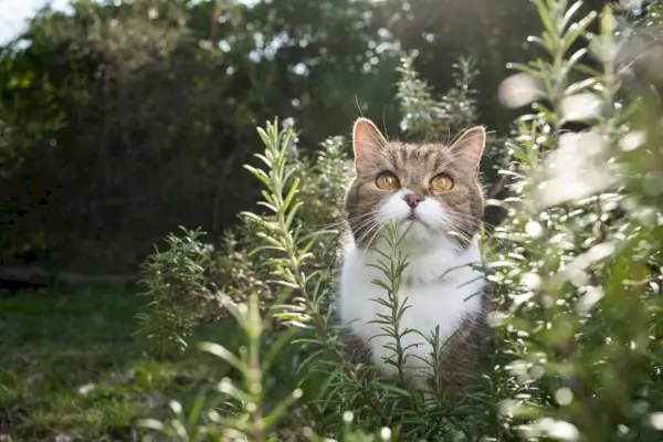 로즈마리 덤불에 서있는 귀여운 고양이