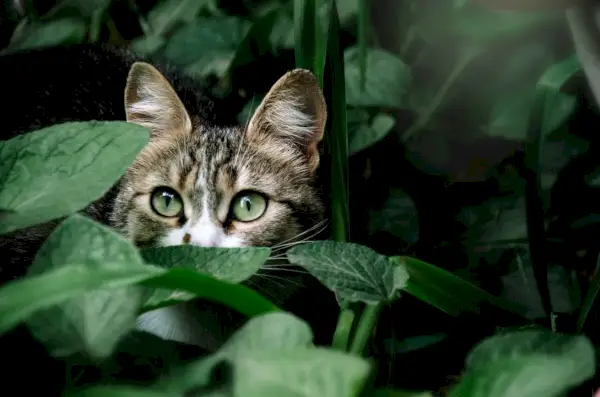 yeşil gözlü kedi bahçedeki yeşil yaprakların arasında saklanıyor