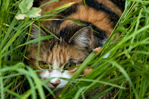 Gatto nascosto dietro i cespugli.