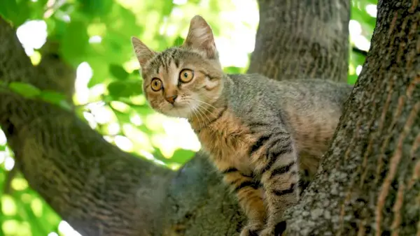 bahçede ağacın tepesinde oturan gri kedi