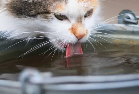 kat drinkt gretig water uit de ijzeren emmer