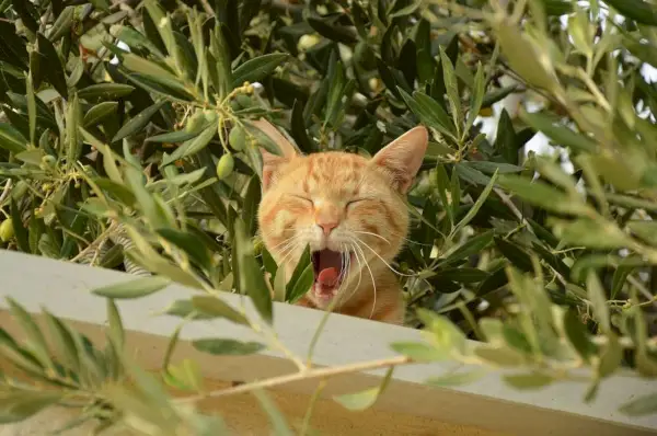 Kat in een tuin