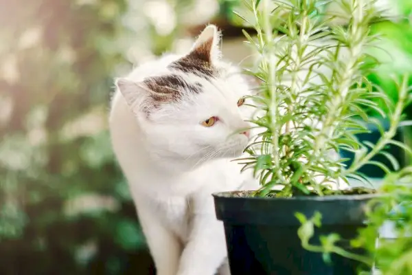 Katze schnüffelt an Kräutern