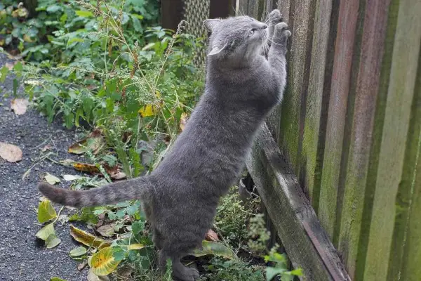 Chat grattant une clôture