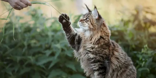 Maine-Coon-Katze spielt mit ihrem Besitzer