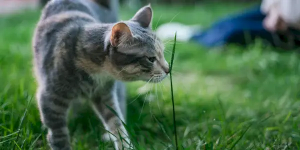 Et bilde som fanger en katt som dypt inhalerer duften av et gresstrå, og fremhever dens skarpe luktesans og naturlige nysgjerrighet mot verden rundt den