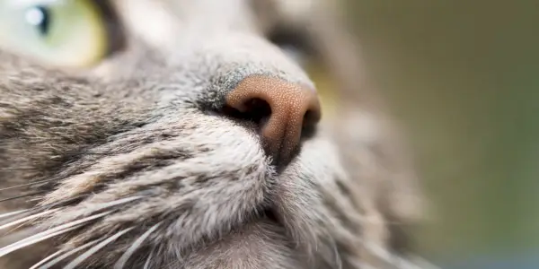 Le nez des chats est-il censé être mouillé ?