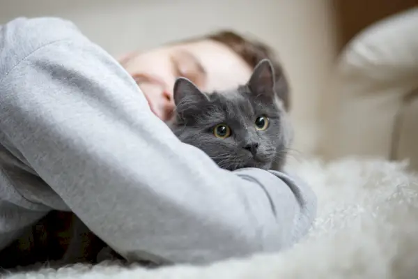 les chats aiment-ils les câlins ?