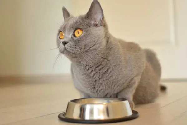 Chatte British Shorthair enceinte mangeant