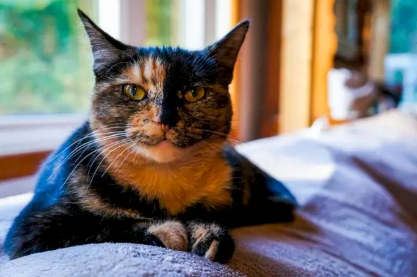 Eine Schildpattkatze ruht friedlich auf einem Sofa und präsentiert ihr einzigartiges und farbenfrohes Fell.