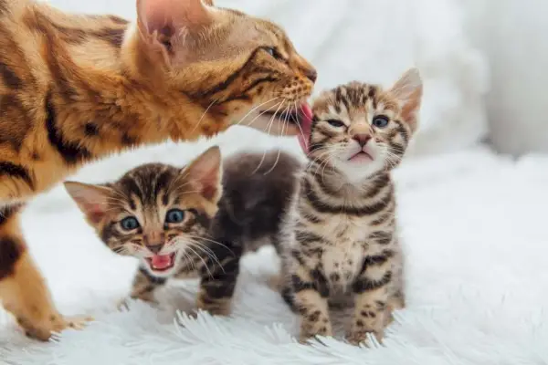 Een schattige gouden Bengaalse moederkat die knuffelt met haar kleine kitten en hun kostbare band laat zien.