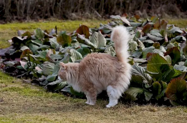 Een kat die urinesproeigedrag vertoont, een veel voorkomend territoriummarkeringsgedrag van katten