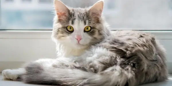 Una gata esponjosa tumbada en el alféizar de una ventana.