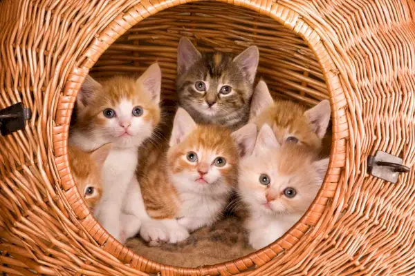 Famiglia di sei gattini nella propria cesta