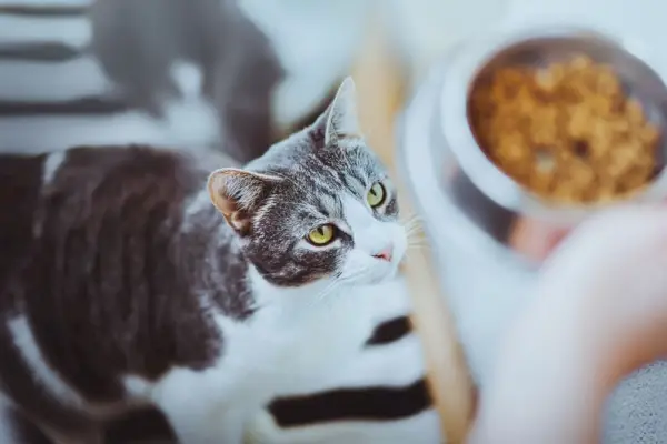 Entzückende gestreifte Hauskatze mit gelben Augen, die auf eine Schüssel mit Futter blickt