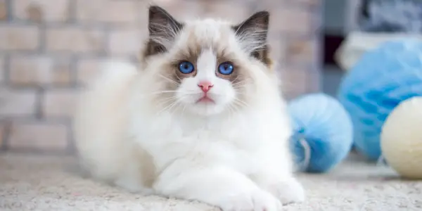 Gato Ragdoll sentado junto a un juguete para gatos, mostrando un felino tranquilo e inquisitivo