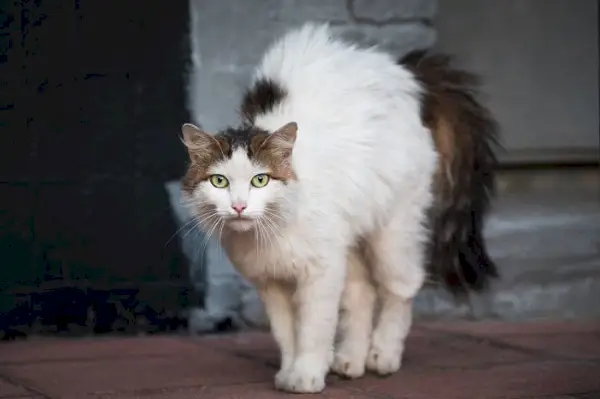 野良猫に関する事実