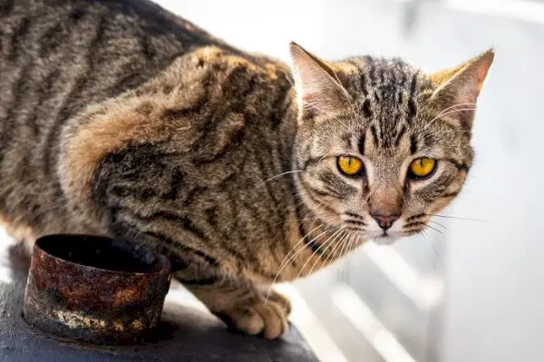 hechos sobre los gatos salvajes