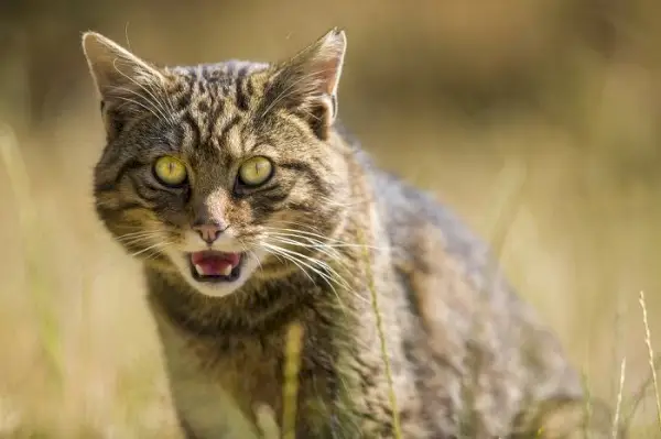 fakta om vildtlevende katte