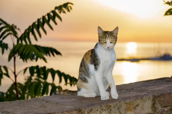 hechos sobre los gatos salvajes