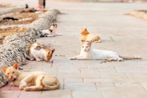 野良猫に関する事実