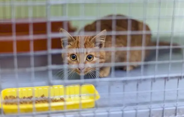 野良猫に関する事実