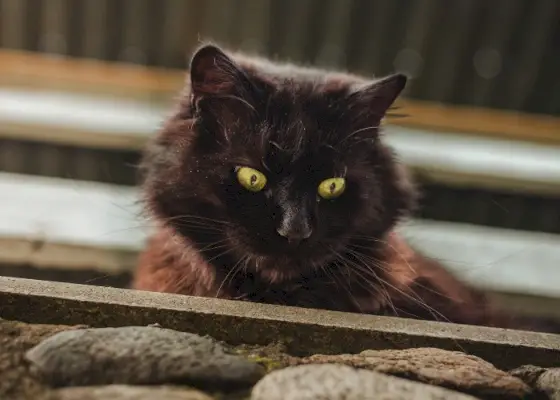 野良猫に関する事実