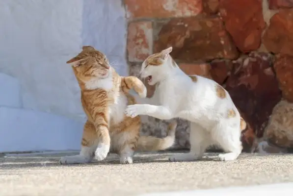 野良猫に関する事実