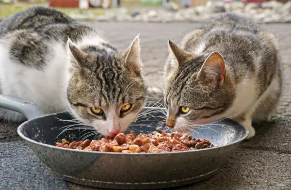 Hoş bir ortamda akşam yemeği yiyen iki yavru kedi