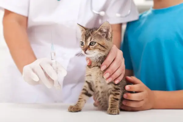 Klein katje bij de dierenarts - krijgt een vaccin