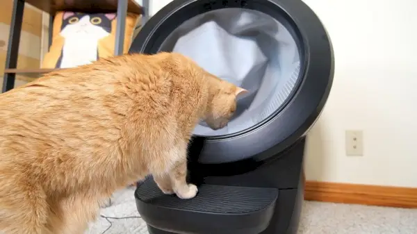 Un gato parado frente a un Litter Robot 4