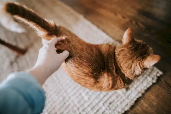 En person som klappar en orange katt på en matta