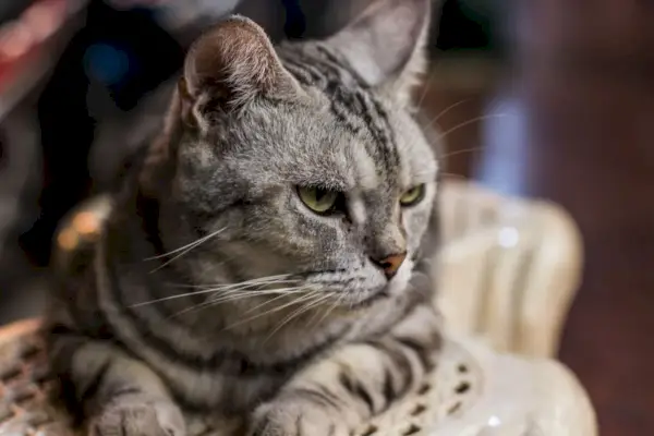 Un gat tabby gris assegut en una cadira.