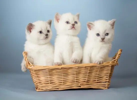 trois chatons britanniques blancs dans le panier