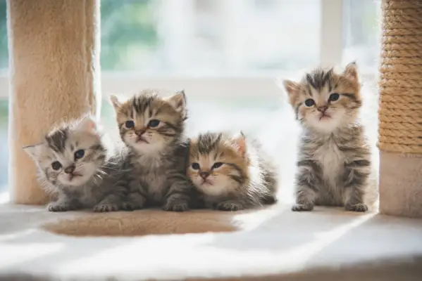 Gatitos persas del grupo que se sientan en la torre del gato